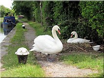 SP9114 : On Guard – The cob swan guards the pen on her nest on the canal towpath by Chris Reynolds