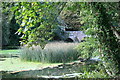 Reeds in the Stour, Blandford Forum