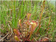 NH2877 : Sundew by the banks of Allt Lair by Geoff Potter