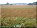 Wolds Farmland