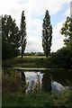 Poplars beside the Stour