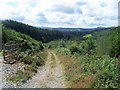 Footpath in Cwm-y-Rhaiadr forest