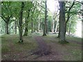 Woodland path, Cathkin Braes