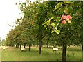 Orchard near Lopen