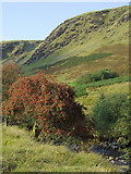 SN8056 : Rowan tree with crags and river by Roger  D Kidd