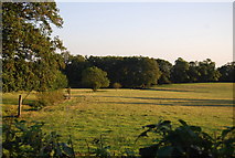 TQ4650 : Large field, Puddledock Lane by N Chadwick