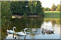 Acton Park pond, Wrexham