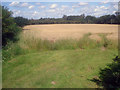 Wheat field near Pasture Farm