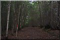 Footpath in Foxearth Wood