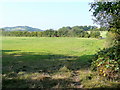 Pasture at Lower Apperley