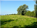 Pasture on Corse Wood Hill