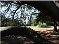 Cedar Tree in Norbury Park, Craignish Avenue (2)