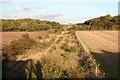 Rails under the grass and brambles