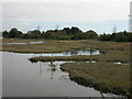 Holes Bay, saltmarsh