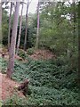 Branksome Park, stream bed