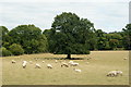 Sheep in Norbury Park, Surrey