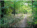 Footpath through the trees