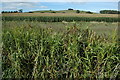 Field of maize, Colways Farm