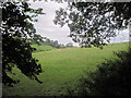 Meadow from Gaer Fawr