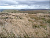 SE0013 : Grass on Buckstones Moss, Marsden by Humphrey Bolton