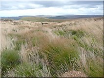 SE0013 : Grassy valley on Buckstones Moss, Marsden by Humphrey Bolton