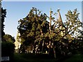 TQ5529 : The Ancient Yew Tree in Rotherfield Church Yard by tristan forward
