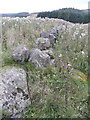 Dry stone wall between thistles