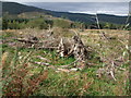SH7949 : Tree stumps in Gwydir Forest Penmachno by Richard Hoare