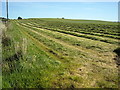 Grass Cutting Near Whitelaw Farm