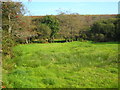 Riverside meadow at Trekeivesteps