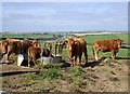 Cattle on the hilltop