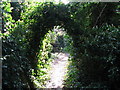 Natural Ivy arch over path near Findon Place