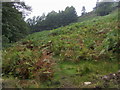 Footpath through the Bracken