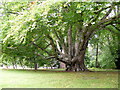 A Layered Beech Tree at Kilravock Castle