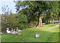 Swans by the Mosset Burn