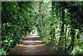 Tree lined path along the River Medway