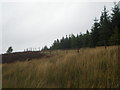 NH6497 : Deer Fencing by forest by Sarah McGuire