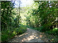 Woodland track in Flaxley Woods