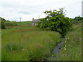 Soggy banks of Cowton Burn