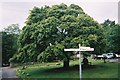 NY3204 : Maple tree at Elterwater Village by Peter S