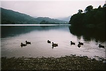 NY3406 : Ducks on Grasmere by Peter S