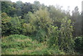 Bydews Wood seen from across the Medway