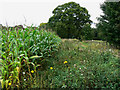 Maize by a byway, near Finstock