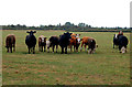 Cattle on Poplar Farm