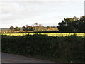 Field next to the A30 (it is on the far side of the field, over the hedge)