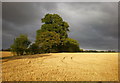 Arable land north of Churchgate Street