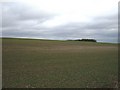 Wolds Farmland