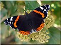 NZ1265 : Red Admiral (Vanessa atalanta) on ivy by Andrew Curtis