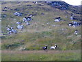 NH2738 : Wild Goats, Glen Strathfarrar. by sylvia duckworth