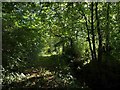 Footpath through Moor Plantation